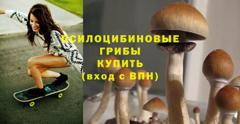 Псилоцибиновые грибы Psilocybine cubensis  OMG рабочий сайт  Нахабино 